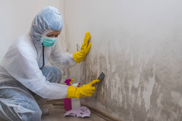 Best Residential Mold Removal  in Jackson, MN