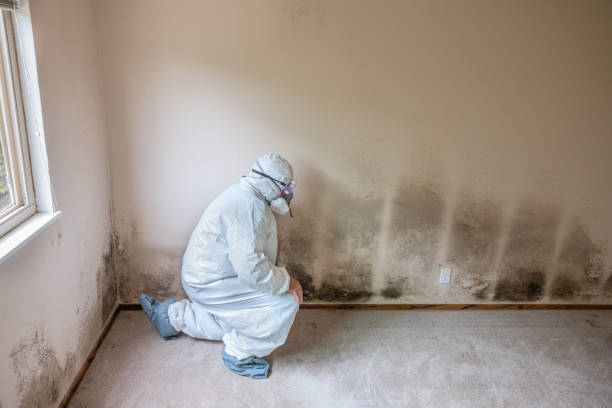 Best Commercial Mold Removal  in Jackson, MN