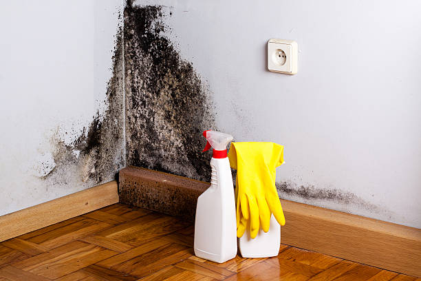 Best Attic Mold Removal  in Jackson, MN