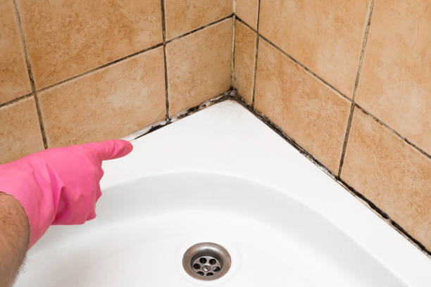 Best Fast Mold Removal  in Jackson, MN